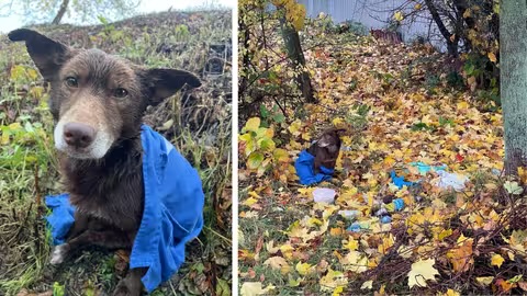 Правоохоронці перевіряють факт жорстокого поводження з твариною у Мукачеві