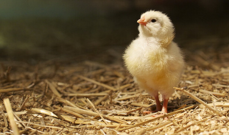 Слово-пароль із Закарпаття: «пітятко» з Радіодиктанту збентежило всю Україну