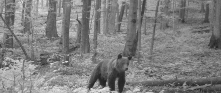 На Закарпатті біля кордону камери відеоспостереження зафіксували бурого ведмедя