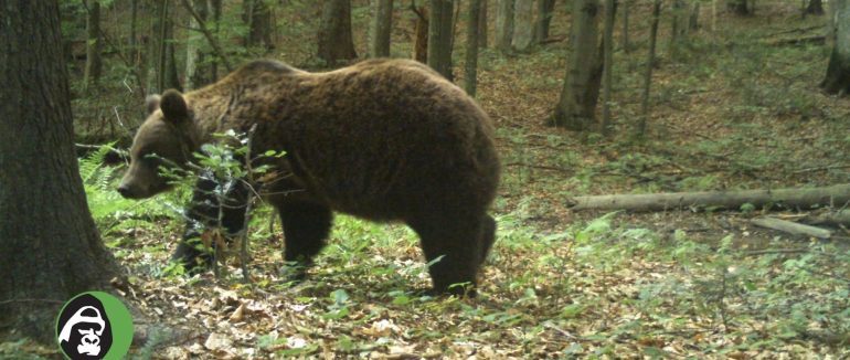 В Ужанському національному парку фотопастка «впіймала» бурого ведмедя