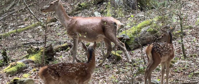 У НПП «Синевир» відзначають рік роботи центру, де врятували десятки диких тварин