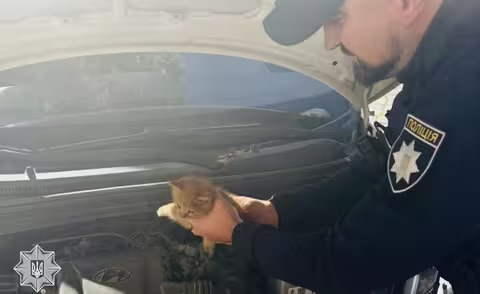 Гаряче місце — акумулятор: в Ужгороді патрульні дістали кота з-під капота