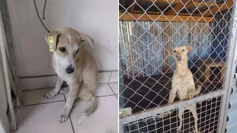 У Мукачеві за два тижні двох собак прилаштували до нових родин