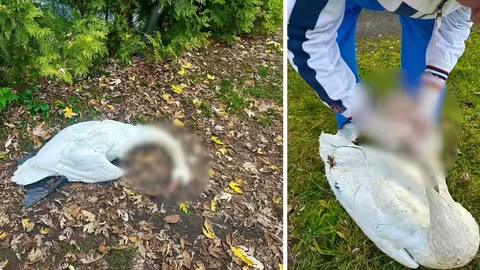 У Буштині на Тячівщині розслідують умисне отруєння лебедів