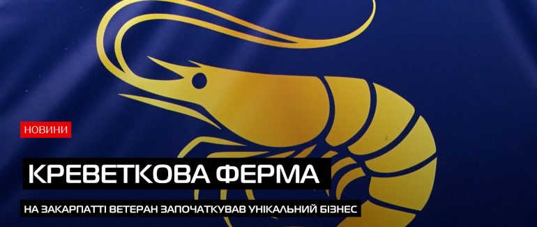Сім’я Малькових стала прикладом ветеранського бізнес, створивши першу креветкову ферму на Закарпатті (ВІДЕО)