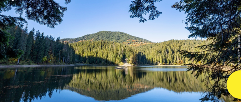 Нацпарк «Синевир» запроваджує цілодобову охорону молодих ялинок через ризик незаконних рубок перед святами