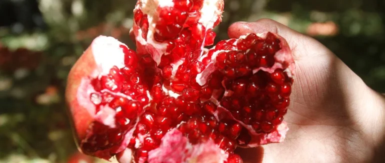 Цей “суперфрукт” запускає молекулу молодості — зараз його сезон