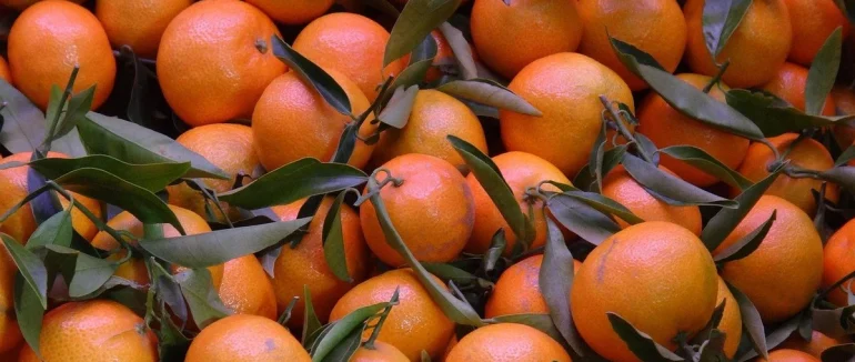 Мандарини: як улюблений зимовий фрукт може завдати шкоди здоров’ю