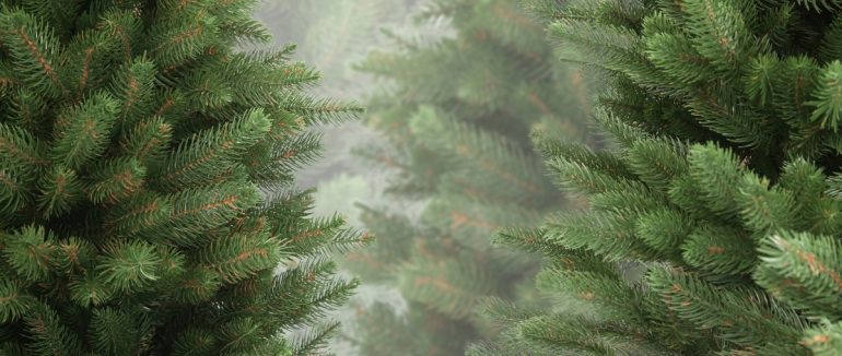 На Закарпатті стартували рейди з виявлення незаконно зрубаних ялинок