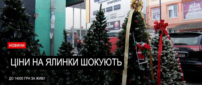 Ялинки-2025: чому мукачівці обирають штучні та скільки коштує жива? (ВІДЕО)