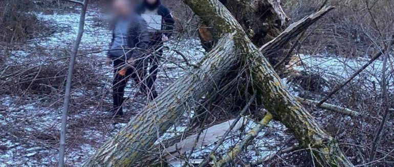 Поліція Мукачівщини розслідує загибель 8-річної дівчинки, на яку впало дерево