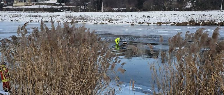 В Ужгороді місцеві жителі та рятувальники визволили лебедя, який примерз до льоду