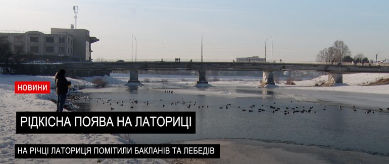 Несподівані гості: на річці Латориця зявилися баклани та лебеді (ВІДЕО)