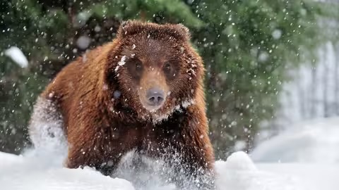 Закарпатські нацпарки у 2025-му прийняли рекордну кількість туристів