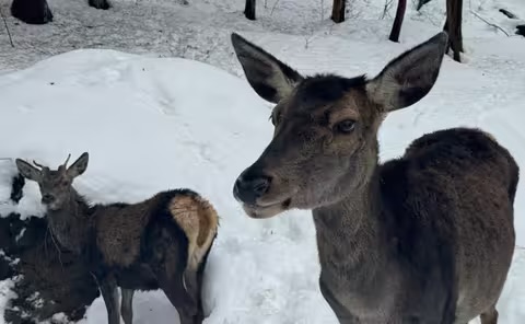 У реабілітаційному центрі «Квасовець» посилили зимове харчування оленів через очікуване потомство