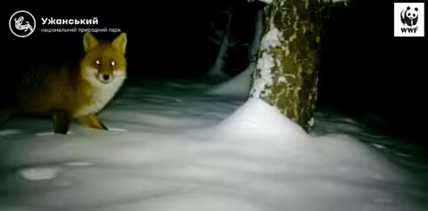 Ужанський нацпарк зафіксував активність диких тварин узимку