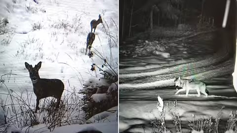 На високогірʼї Карпат фотопастки зафіксували диких тварин поблизу кордону