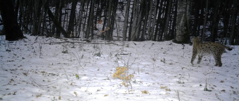 Рись без кордонів: у лісах Закарпаття підтвердили точну чисельність рідкісного хижака