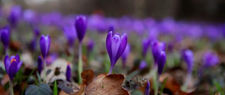 Поблизу Виноградова розквітли перші шафрани