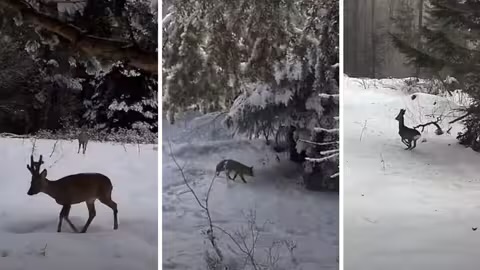 Відео дня: дикі тварини господарюють у зимових Карпатах