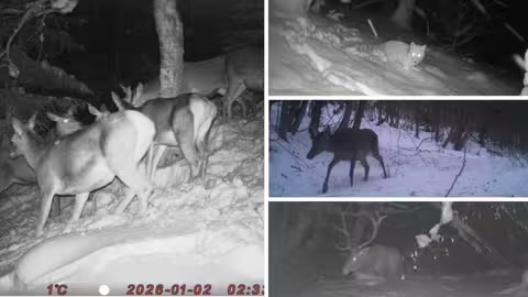 Благородні олені, козулі та вовки: неочікувані кадри з фотопасток на Закарпатті