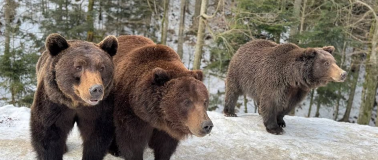 У реабілітаційному центрі на Закарпатті ведмеді почали прокидатися після зимової сплячки