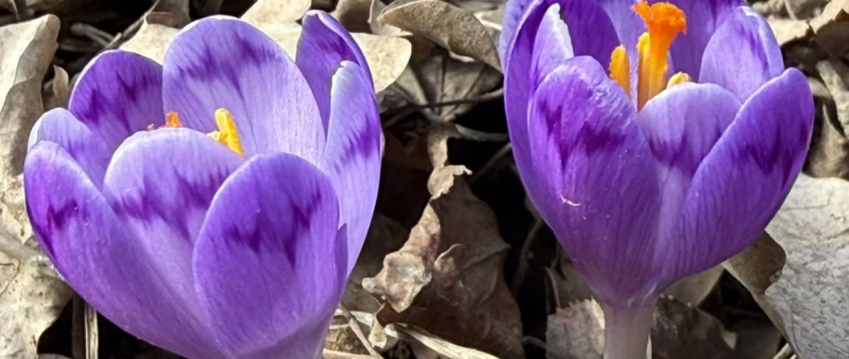 Перші шафрани та підсніжники вже з’явилися на Закарпатті