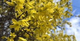 Ужгород починає квітнути