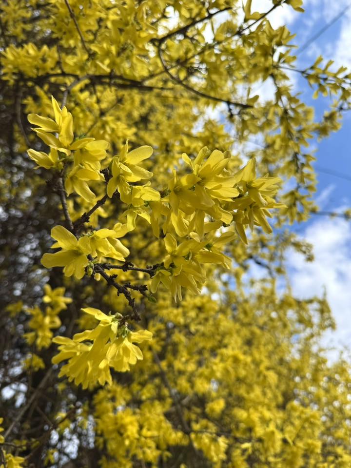 Ужгород починає квітнути