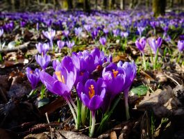 На Закарпатті на вихідних буде тепло до +19°, вночі можливі заморозки