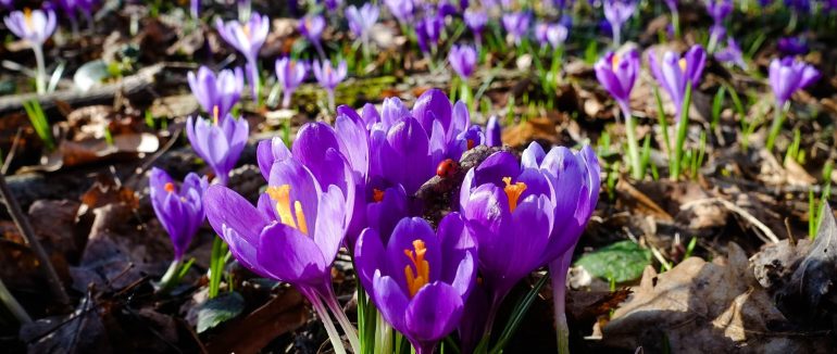 На Закарпатті на вихідних буде тепло до +19°, вночі можливі заморозки