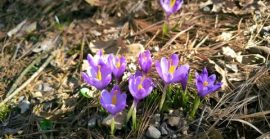 На Закарпатті розквітли перші шафрани: де і коли милуватися крокусами