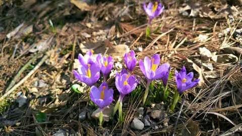 На Закарпатті розквітли перші шафрани: де і коли милуватися крокусами