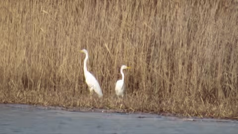 На ставку у Форноші стартував весняний облік птахів: зафіксували десятки видів