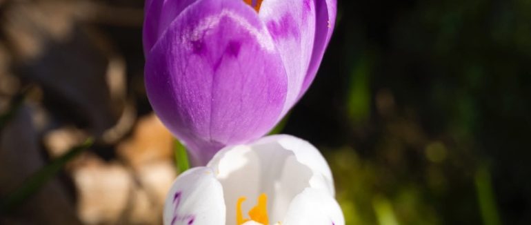 У дендропарку Березинка неподалік Мукачева розквітли шафрани