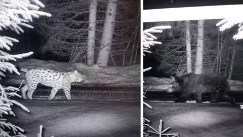 Ведмідь і дві рисі потрапили в об’єктив прикордонників Мукачівського загону