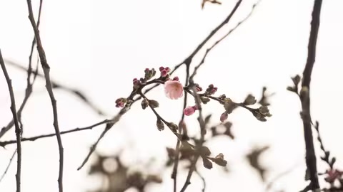 У Мукачеві зацвіла перша «шалена» сакура