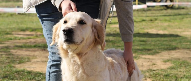 У Мукачеві відбувся племінний огляд породистих собак