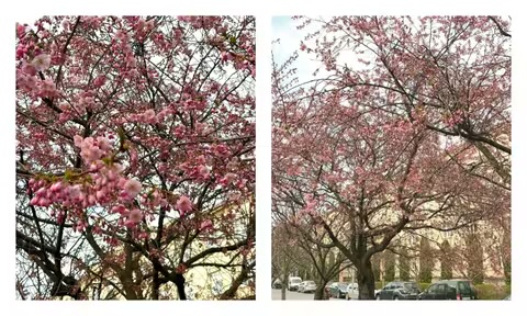 Перші в Україні: У Мукачеві вже розквітають сакури