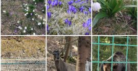 Весняне пробудження: у реабілітаційних центрах Закарпаття тварини виходять із зимового спокою