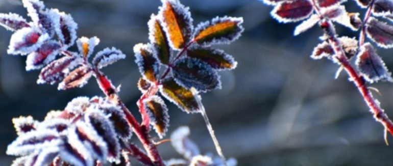 На Закарпатті та в Ужгороді 16 березня очікуються заморозки: оголошено жовтий рівень небезпечності