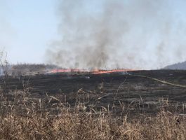 На Ужгородщині горить суха трава: площа пожежі сягнула близько 20 гектарів