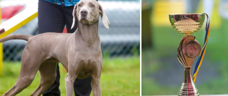 У Мукачеві визначатимуть кращих представників різних порід собак