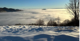 На Тячівщині у лісовому масиві знайшли тіло чоловіка