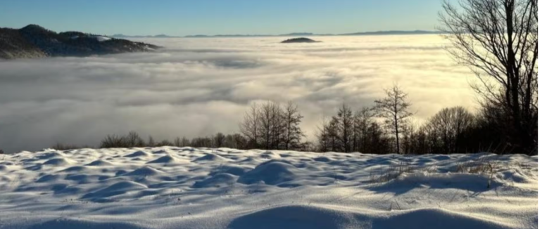 На Тячівщині у лісовому масиві знайшли тіло чоловіка