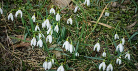 На українсько-словацькому кордоні розквітли перші підсніжники