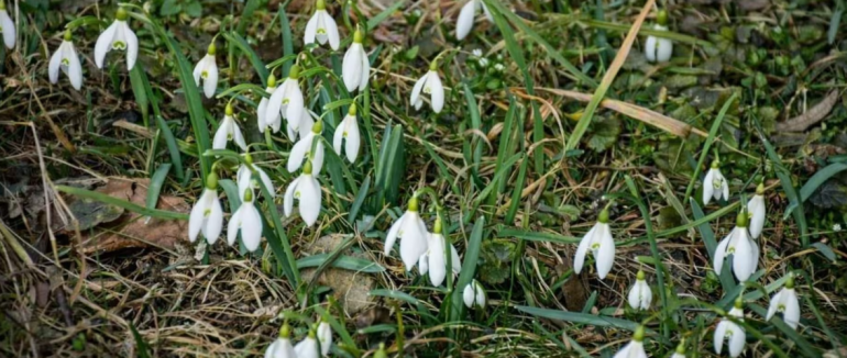 На українсько-словацькому кордоні розквітли перші підсніжники