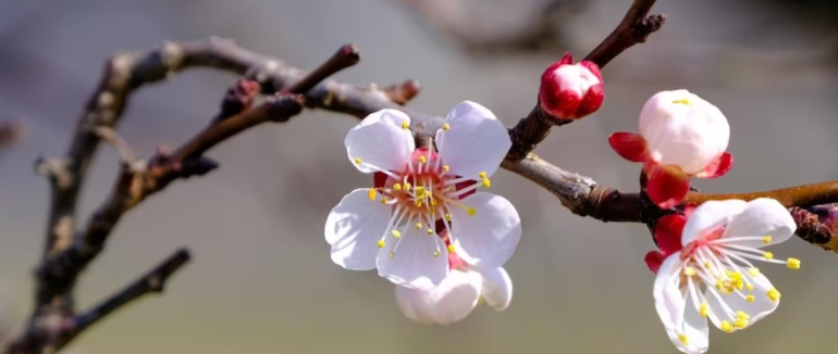 Плодові дерева під загрозою: з 16 березня на Закарпатті очікуються нічні заморозки