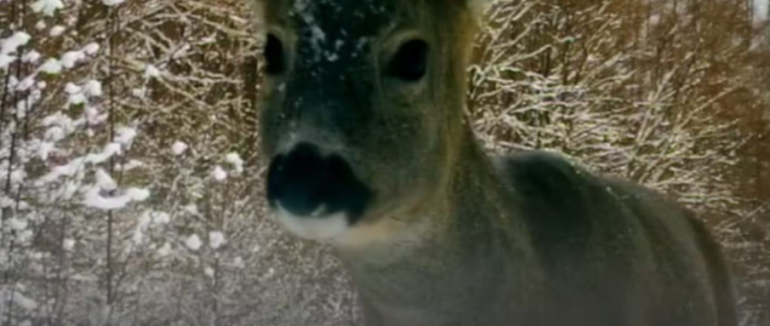 В Ужанському нацпарку фотопастка зафіксувала сарну серед засніжених Карпат