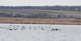 На Закарпатті зафіксували рідкісних птахів із Червоної книги України